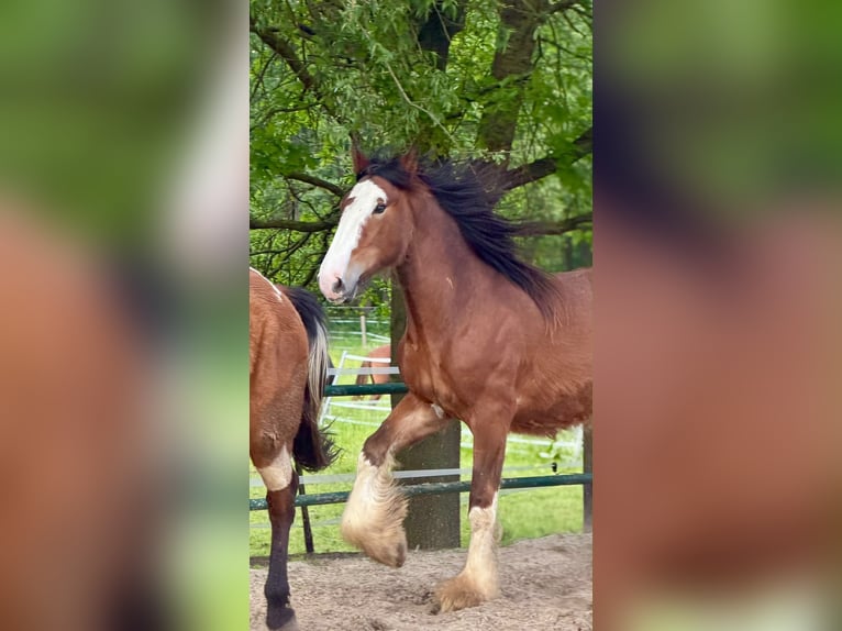 Clydesdale Stallone 2 Anni 165 cm Baio in Issum