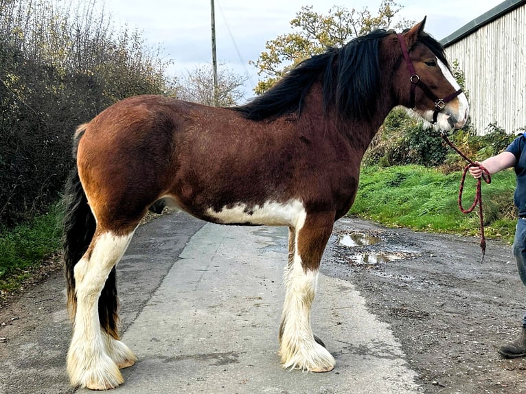 Clydesdale Stallone 2 Anni in whitegate