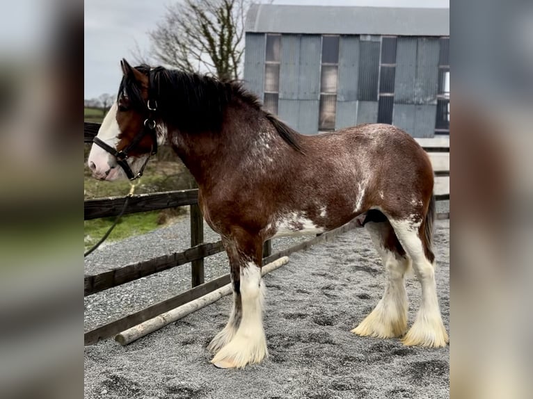 Clydesdale Stallone 4 Anni 181 cm Baio ciliegia in Down