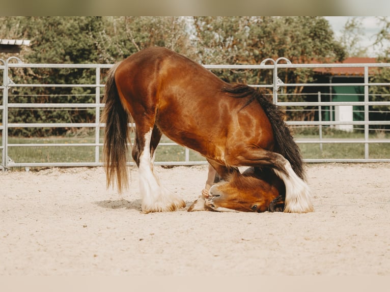Clydesdale Stallone Baio in Wölfersheim