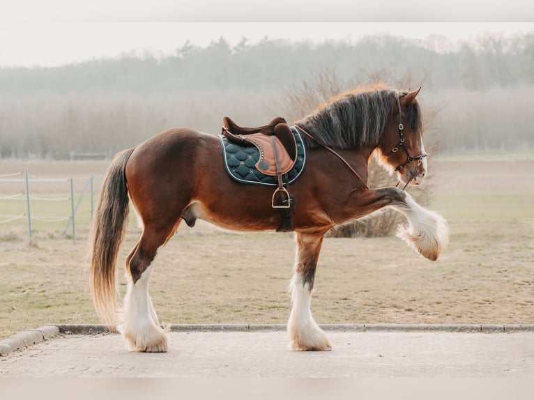 Clydesdale Stallone Baio in Wölfersheim