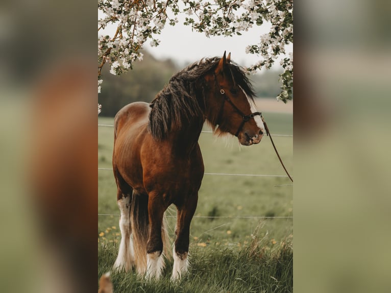 Clydesdale Stallone Baio in W&#xF6;lfersheim