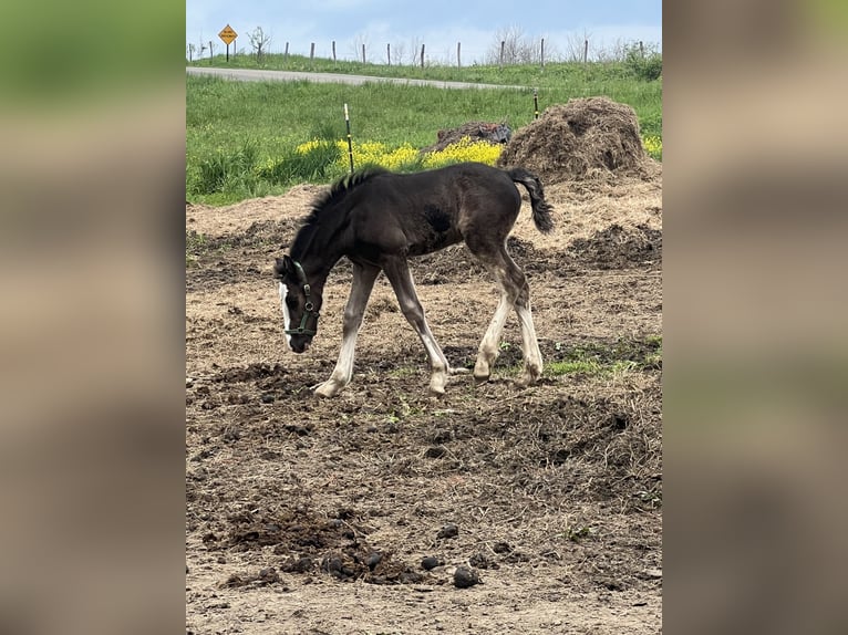 Clydesdale Mix Stallone  163 cm Morello in Dewittville