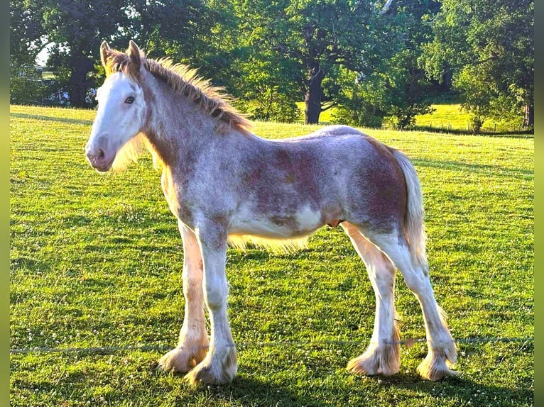 Clydesdale Stallone Puledri (01/2025) in whitegate