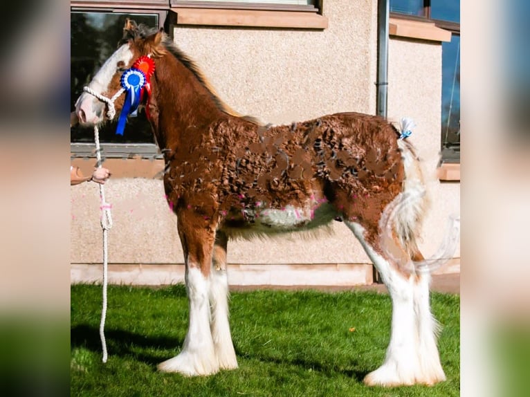 Clydesdale Stallone Puledri (04/2025) in whitegate