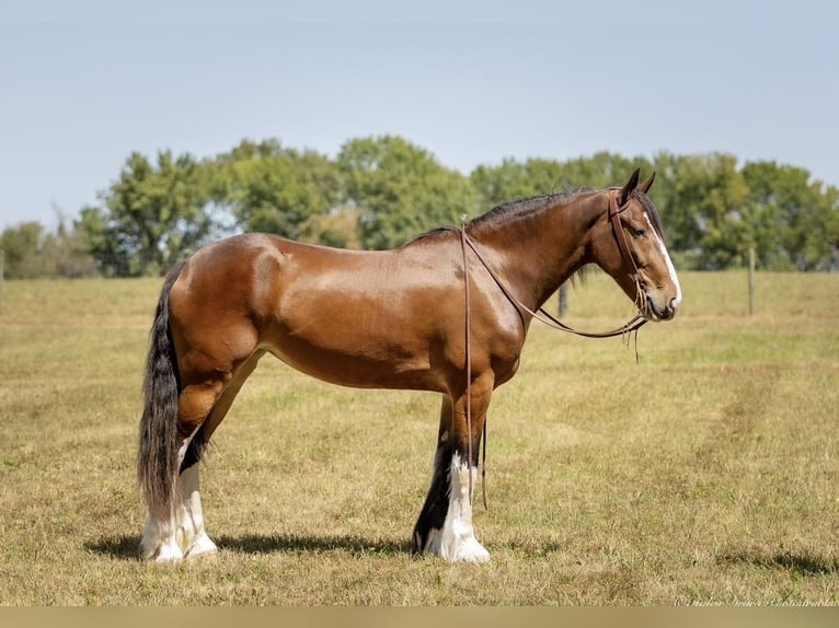 Clydesdale Blandning Sto 3 år 163 cm Brun in Auburn, KY