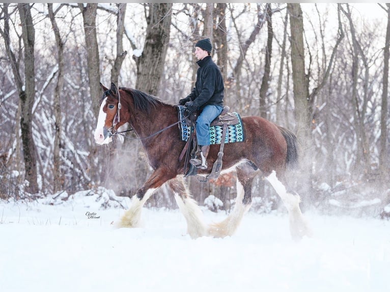 Clydesdale Stute 11 Jahre 180 cm Rotbrauner in Fairbank