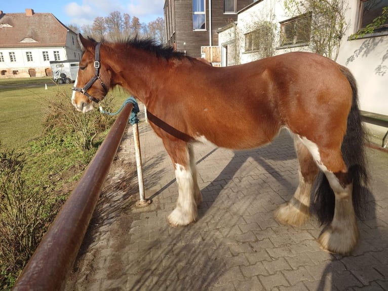Clydesdale Stute 12 Jahre 175 cm Brauner in L&#xFC;beck