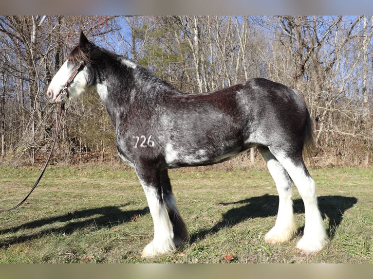 Clydesdale Stute 13 Jahre 173 cm Rappe in Flemingsburg, KY