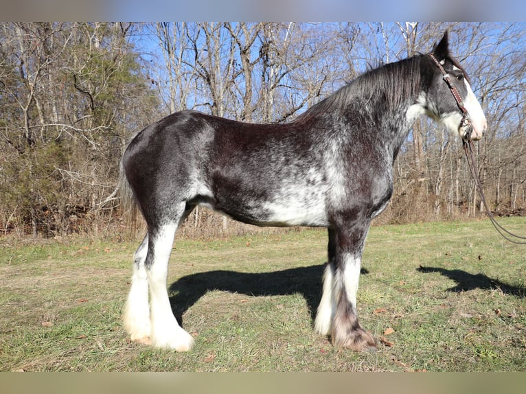 Clydesdale Stute 13 Jahre 173 cm Rappe in Flemingsburg, KY