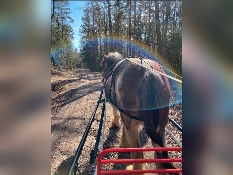 Clydesdale Stute 14 Jahre 168 cm Roan-Red in Sandberg