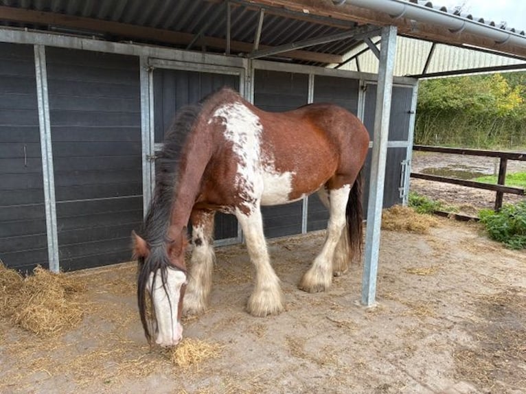 Clydesdale Stute 17 Jahre 172 cm Schecke in Burgh-Haamstede