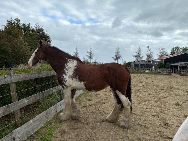 Clydesdale Stute 17 Jahre 172 cm Schecke in Burgh-Haamstede