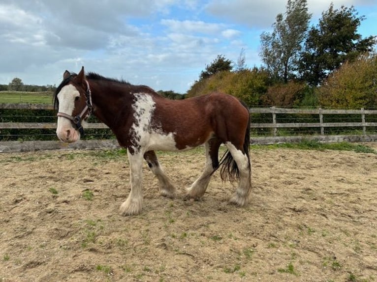 Clydesdale Stute 17 Jahre 172 cm Schecke in Burgh-Haamstede