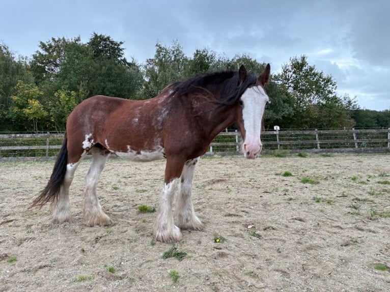Clydesdale Stute 17 Jahre 172 cm Schecke in Burgh-Haamstede