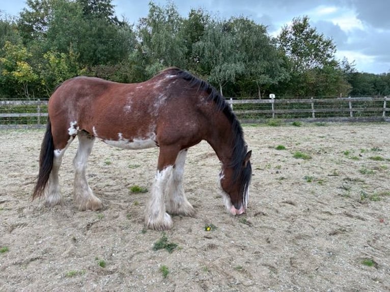 Clydesdale Stute 17 Jahre 172 cm Schecke in Burgh-Haamstede