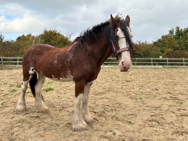 Clydesdale Stute 17 Jahre 172 cm Schecke in Burgh-Haamstede