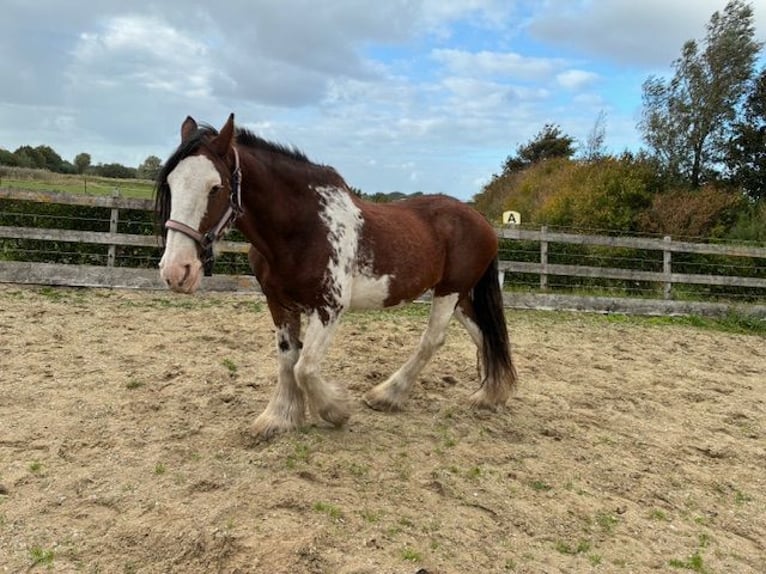 Clydesdale Stute 17 Jahre 172 cm Schecke in Burgh-Haamstede