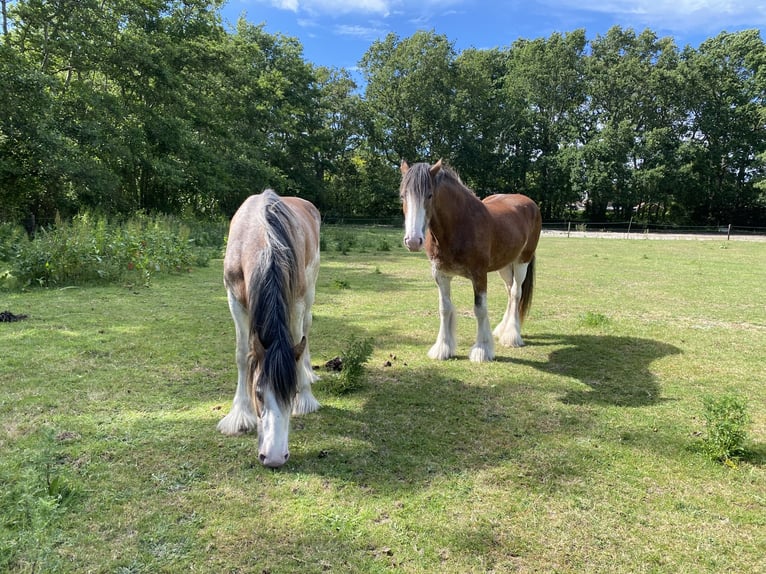Clydesdale Stute 3 Jahre 160 cm Roan-Red in Burgh Haamstede
