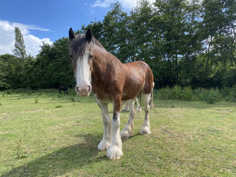 Clydesdale Stute 3 Jahre 160 cm Roan-Red in Burgh Haamstede