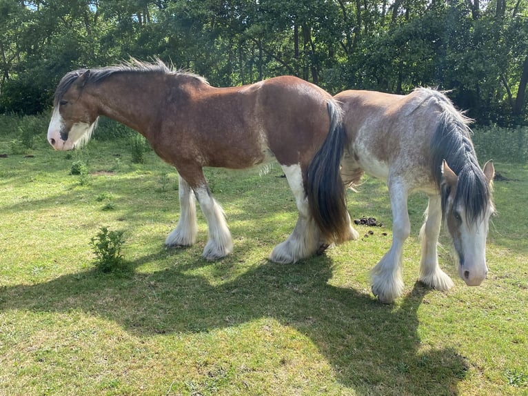 Clydesdale Stute 3 Jahre 160 cm Roan-Red in Burgh Haamstede