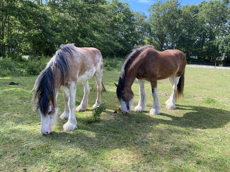 Clydesdale Stute 3 Jahre 160 cm Roan-Red in Burgh Haamstede