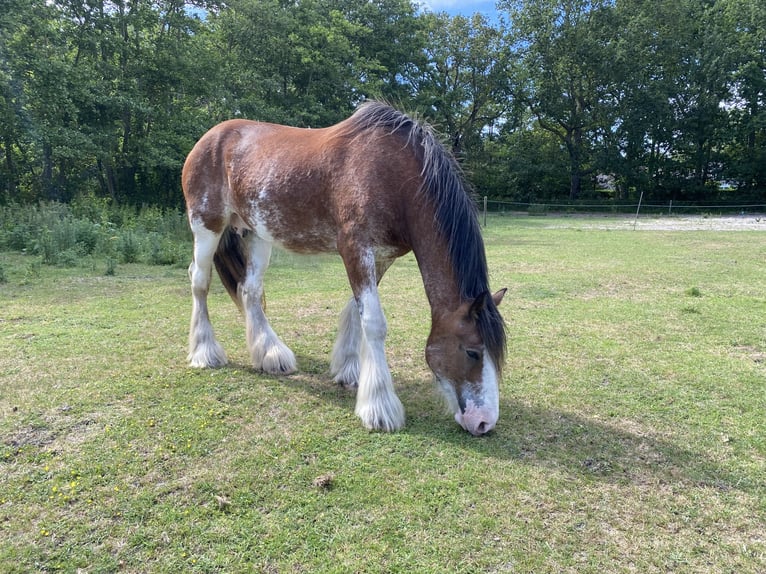 Clydesdale Stute 3 Jahre 160 cm Roan-Red in Burgh Haamstede