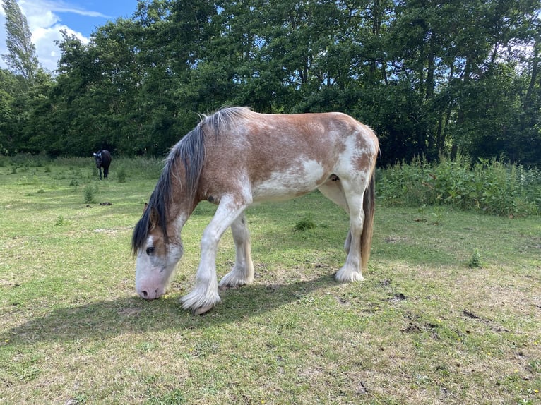 Clydesdale Stute 3 Jahre 160 cm Roan-Red in Burgh Haamstede