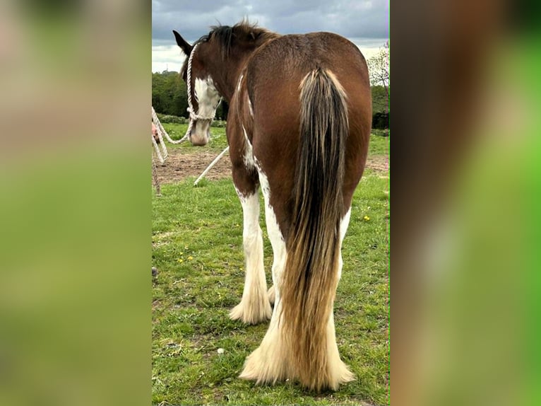 Clydesdale Stute 3 Jahre  in northwich