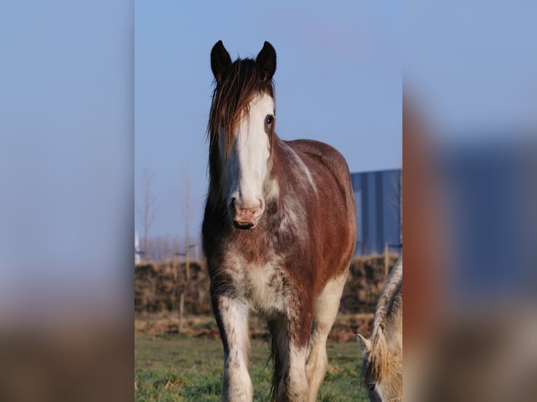 Clydesdale Stute 6 Jahre 175 cm Brauner in Oud-Vossemeer