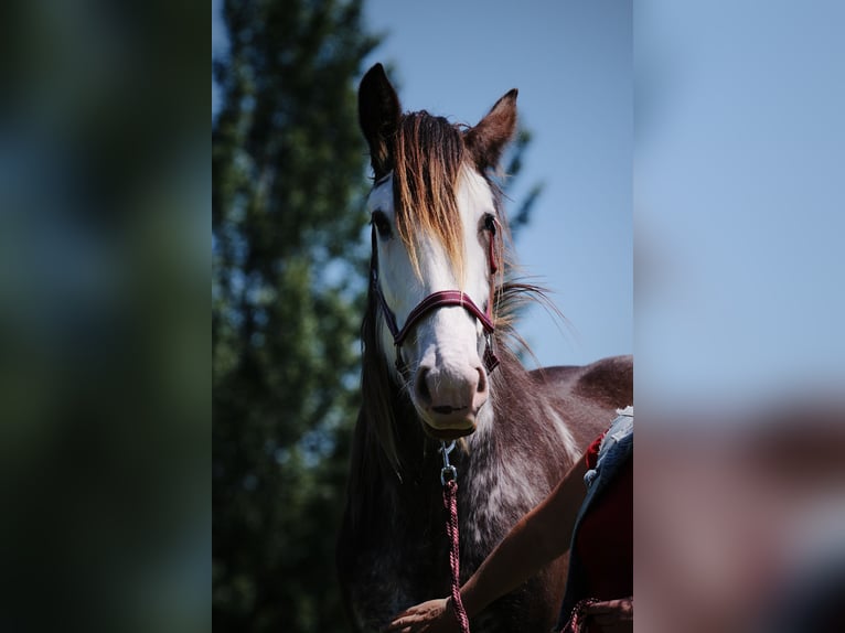 Clydesdale Stute 6 Jahre 175 cm Brauner in Oud-Vossemeer