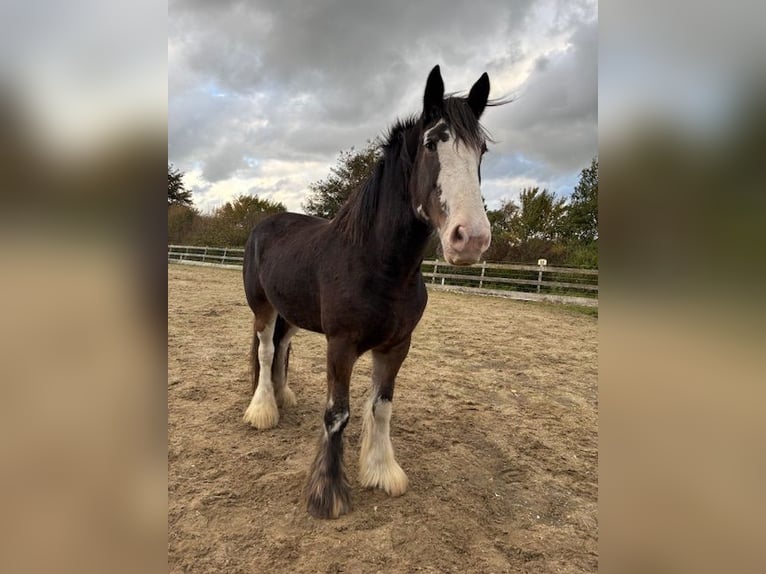 Clydesdale Stute 6 Jahre 181 cm Schwarzbrauner in Burgh-Haamstede