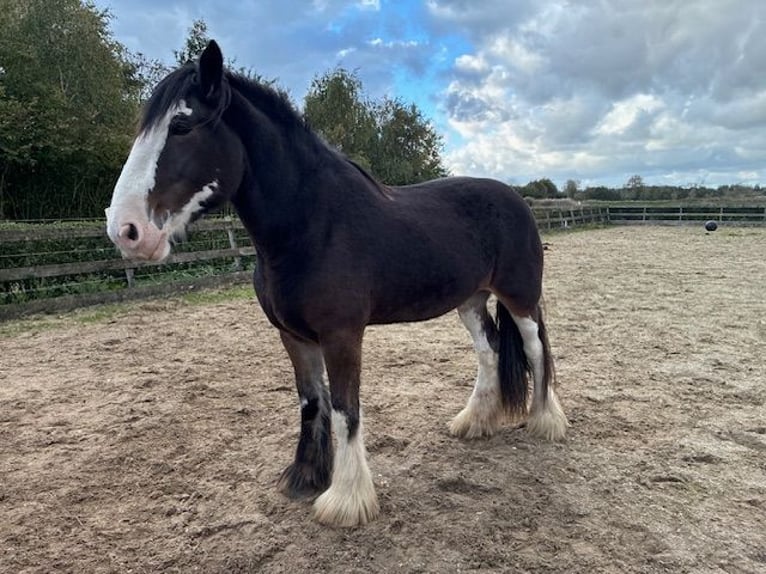 Clydesdale Stute 6 Jahre 181 cm Schwarzbrauner in Burgh-Haamstede
