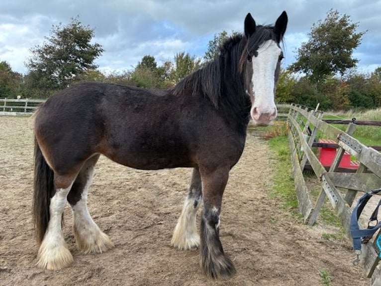 Clydesdale Stute 6 Jahre 181 cm Schwarzbrauner in Burgh-Haamstede