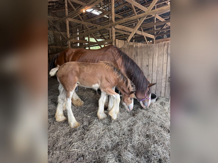 Clydesdale Stute 9 Jahre 163 cm Rotbrauner in Pulaski TN