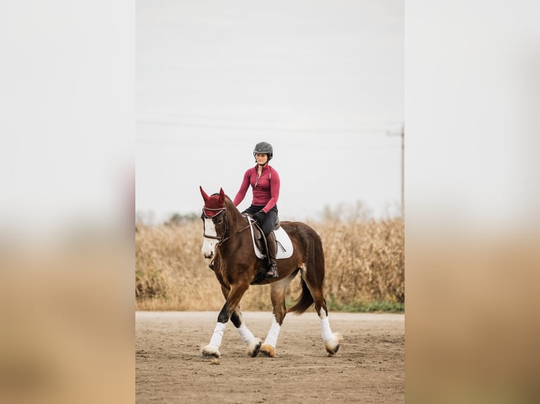 Clydesdale Mix Stute 9 Jahre Rotbrauner in Ames