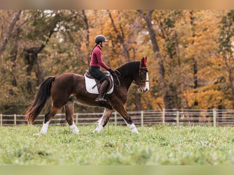 Clydesdale Mix Stute 9 Jahre Rotbrauner in Ames