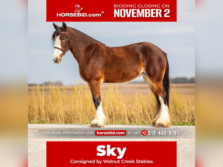 Clydesdale Mix Stute 9 Jahre Rotbrauner in Ames