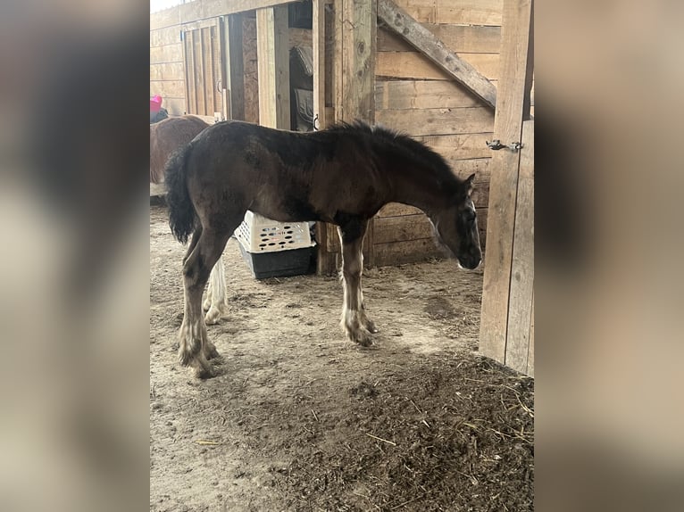 Clydesdale Mix Stute  163 cm Rappe in Dewittville