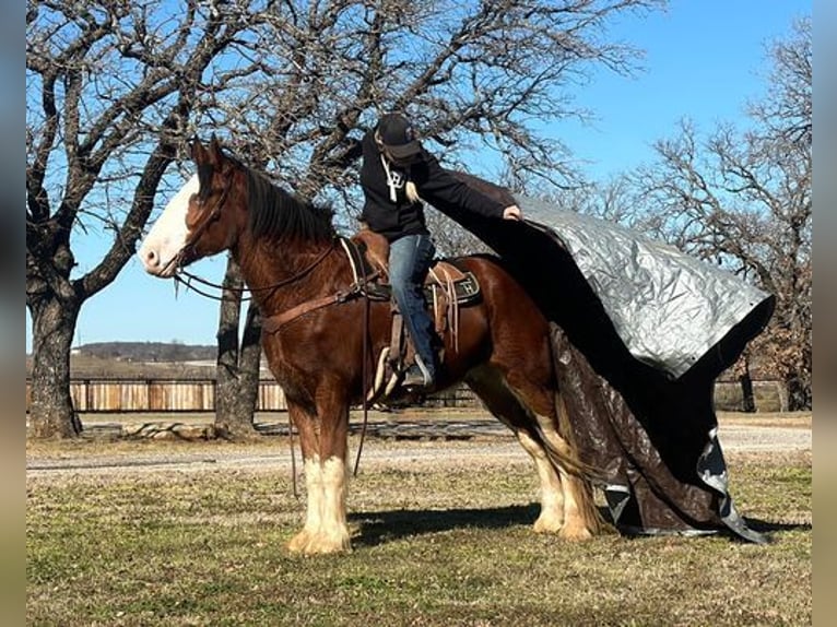 Clydesdale Valack 4 år 163 cm Brunskimmel in Jacksboro, TX