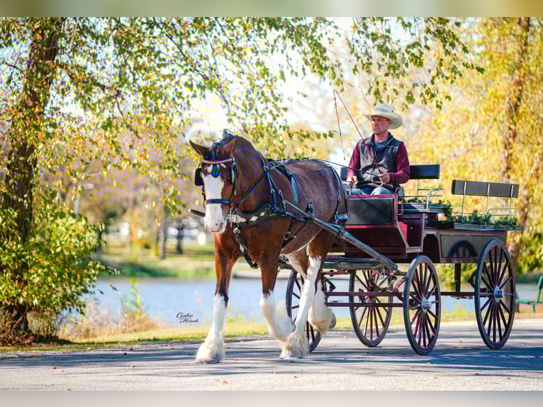 Clydesdale Wałach 10 lat 175 cm Gniada in Fairbank