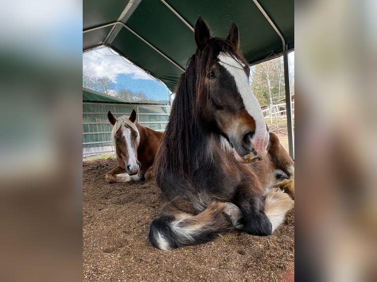 Clydesdale Wałach 10 lat 185 cm  in Sachsenheim