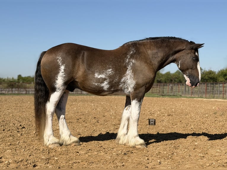 Clydesdale Wałach 11 lat Gniada in Weatherford
