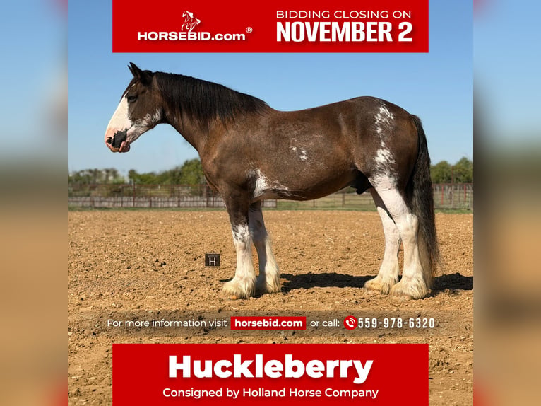 Clydesdale Wałach 11 lat Gniada in Weatherford