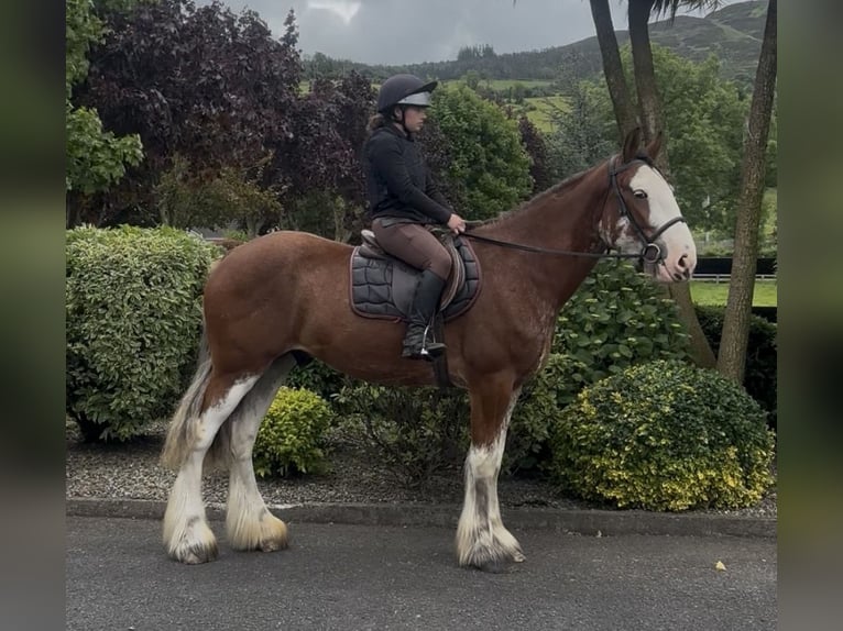Clydesdale Wałach 4 lat 170 cm Gniada in Newry