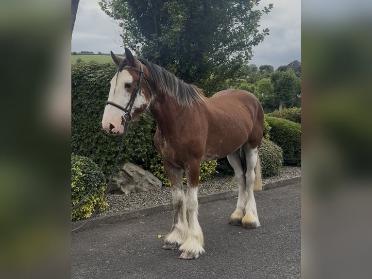Clydesdale Wałach 4 lat 170 cm Gniada in Newry