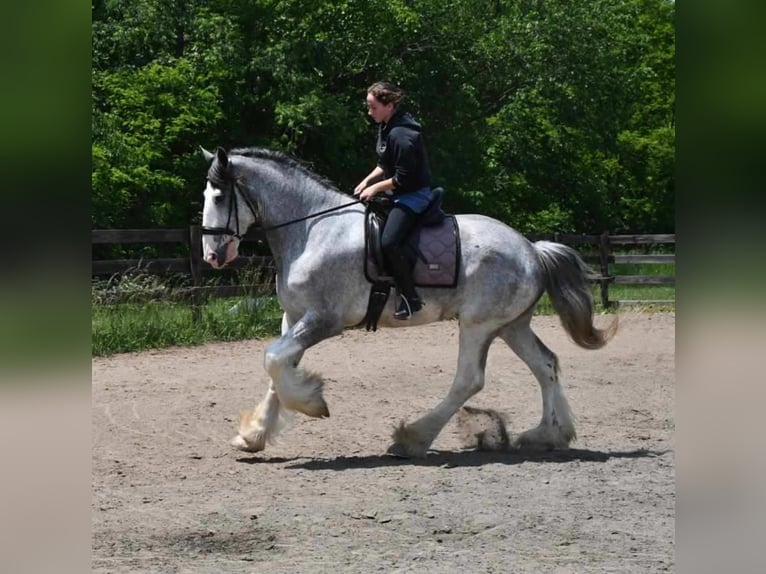 Clydesdale Wałach 4 lat 173 cm Karodereszowata in Strasburg, OH