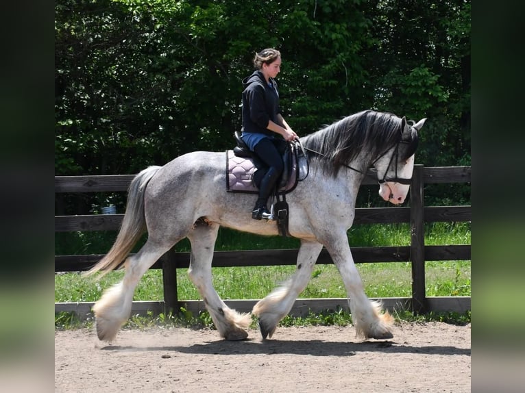 Clydesdale Wałach 4 lat 173 cm Karodereszowata in Strasburg, OH