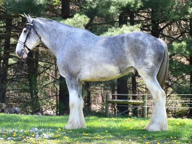 Clydesdale Wałach 4 lat 173 cm Karodereszowata in Strasburg, OH