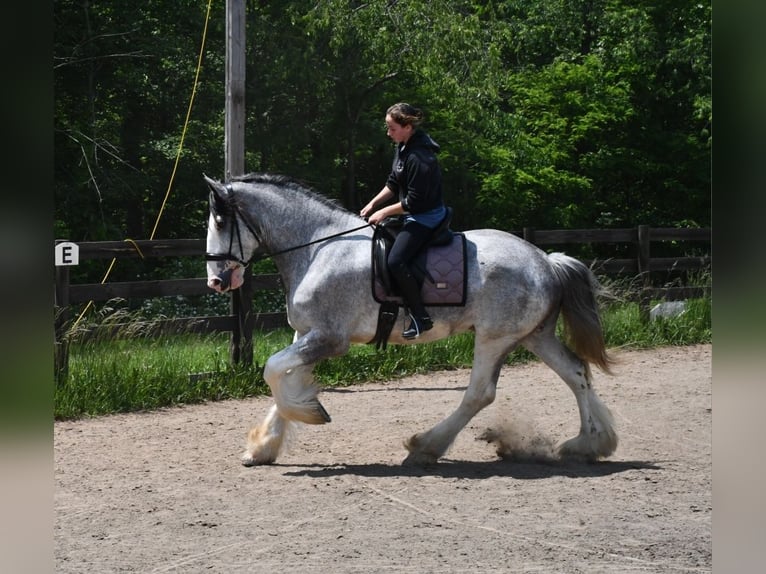 Clydesdale Wałach 4 lat 173 cm Karodereszowata in Strasburg, OH